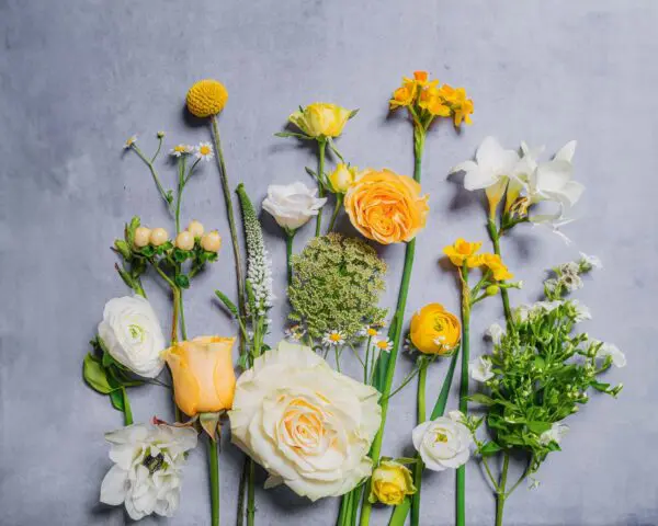 BUTTERCUP_gobotanica_flatlay-03-06-24.jpg