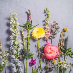 FIELD_gobotanica_flatlay-03-06-24.jpg
