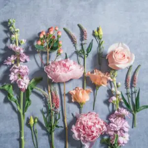 PETAL_gobotanica_flatlay-11-06-24-copy.jpg