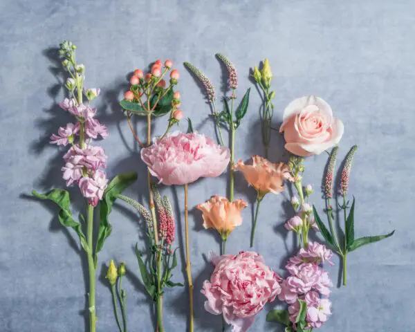 PETAL_gobotanica_flatlay-11-06-24-copy.jpg