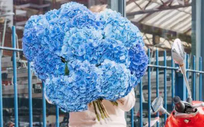 What’s in season (July & August)?