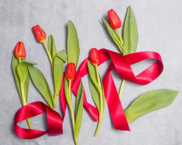 red hot valentine's bouquet flatlay - go.botanica