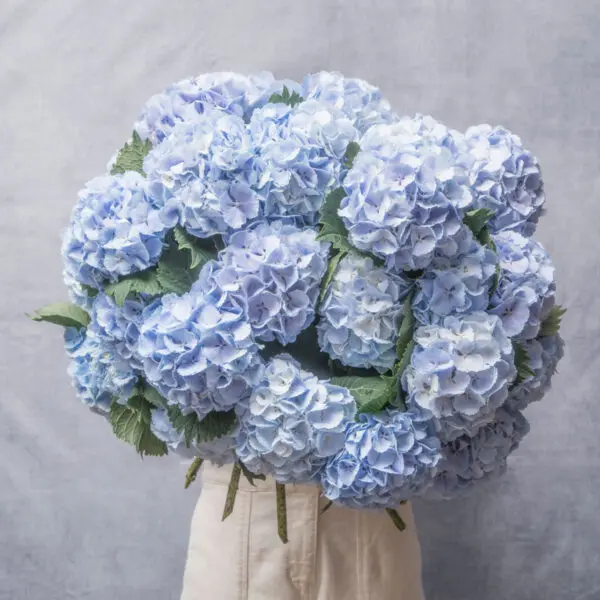 gobotanica_hydie_bouquet_1
