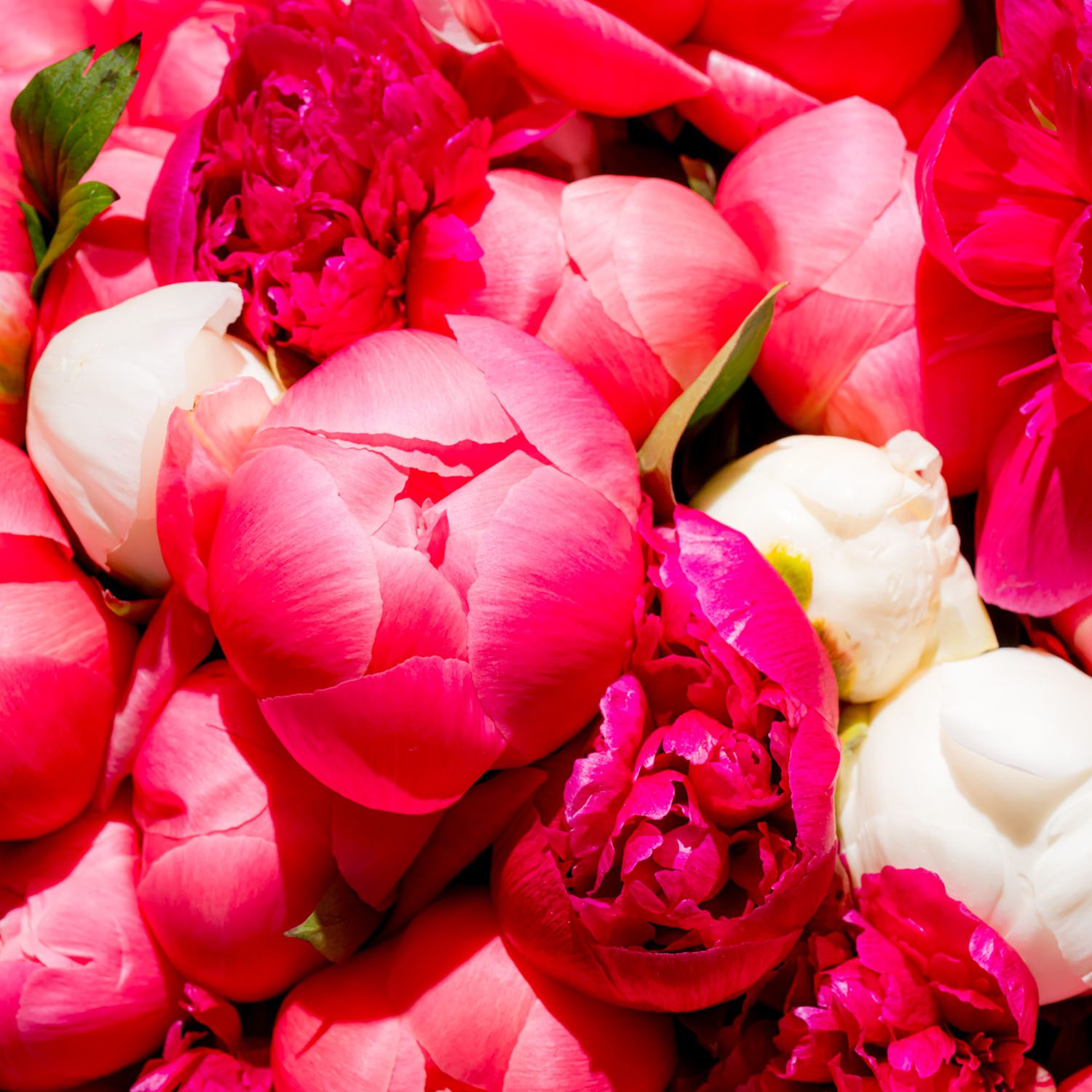 pink and red peonies