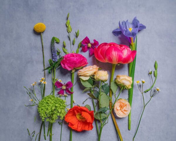 MEADOW_gobotanica_flatlay-03-06-24.jpg