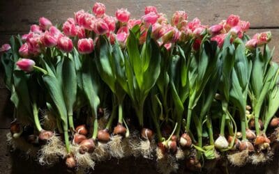 not all tulips are from amsterdam