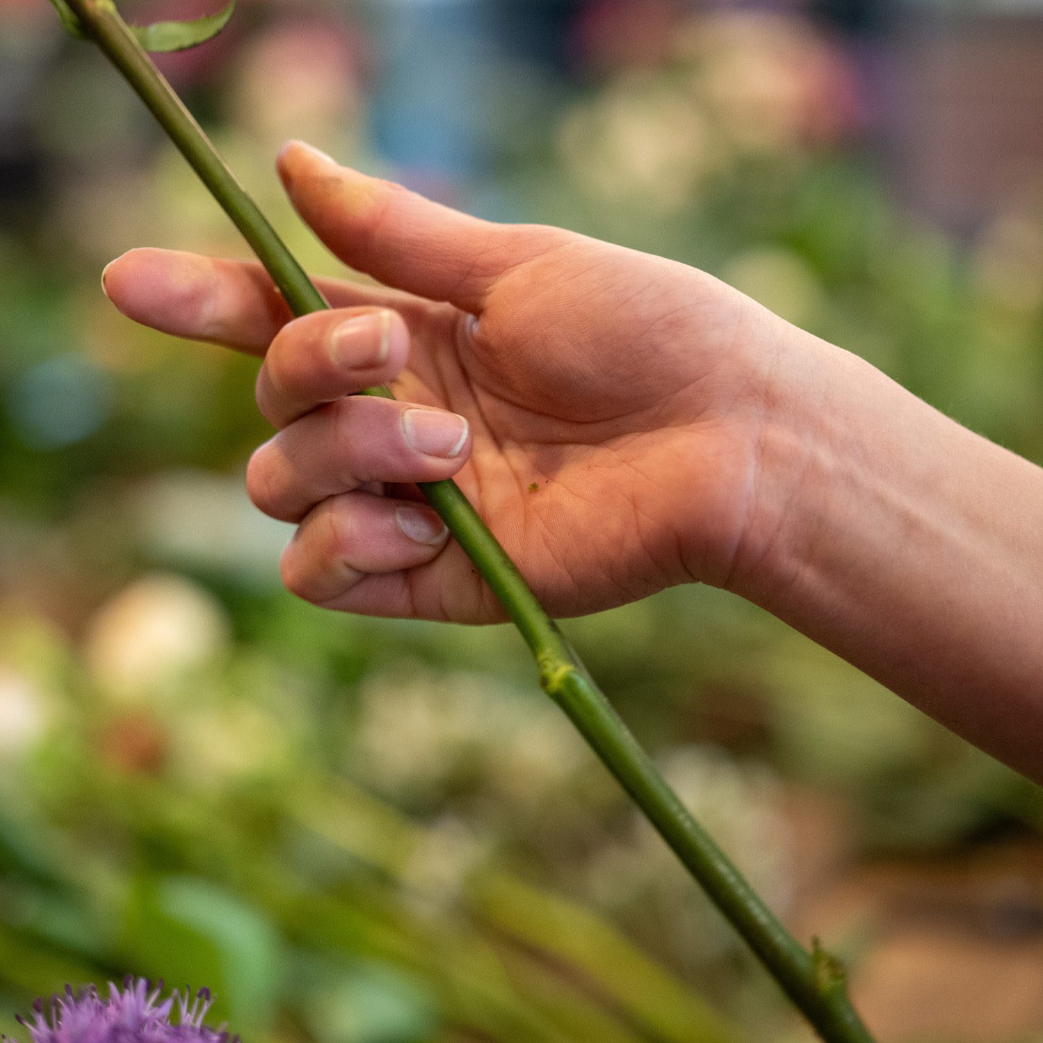 woman's hand holding a long stalk