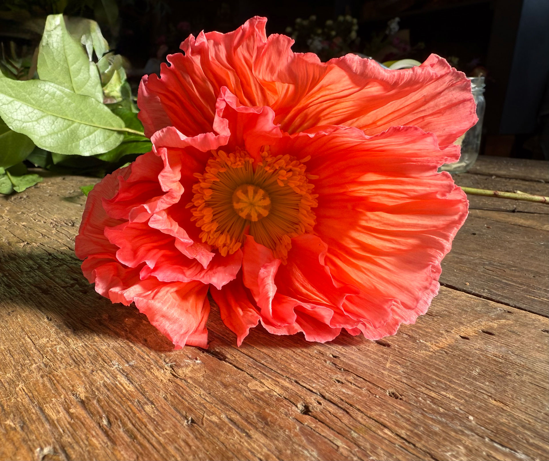 poppy-copy-vs-content