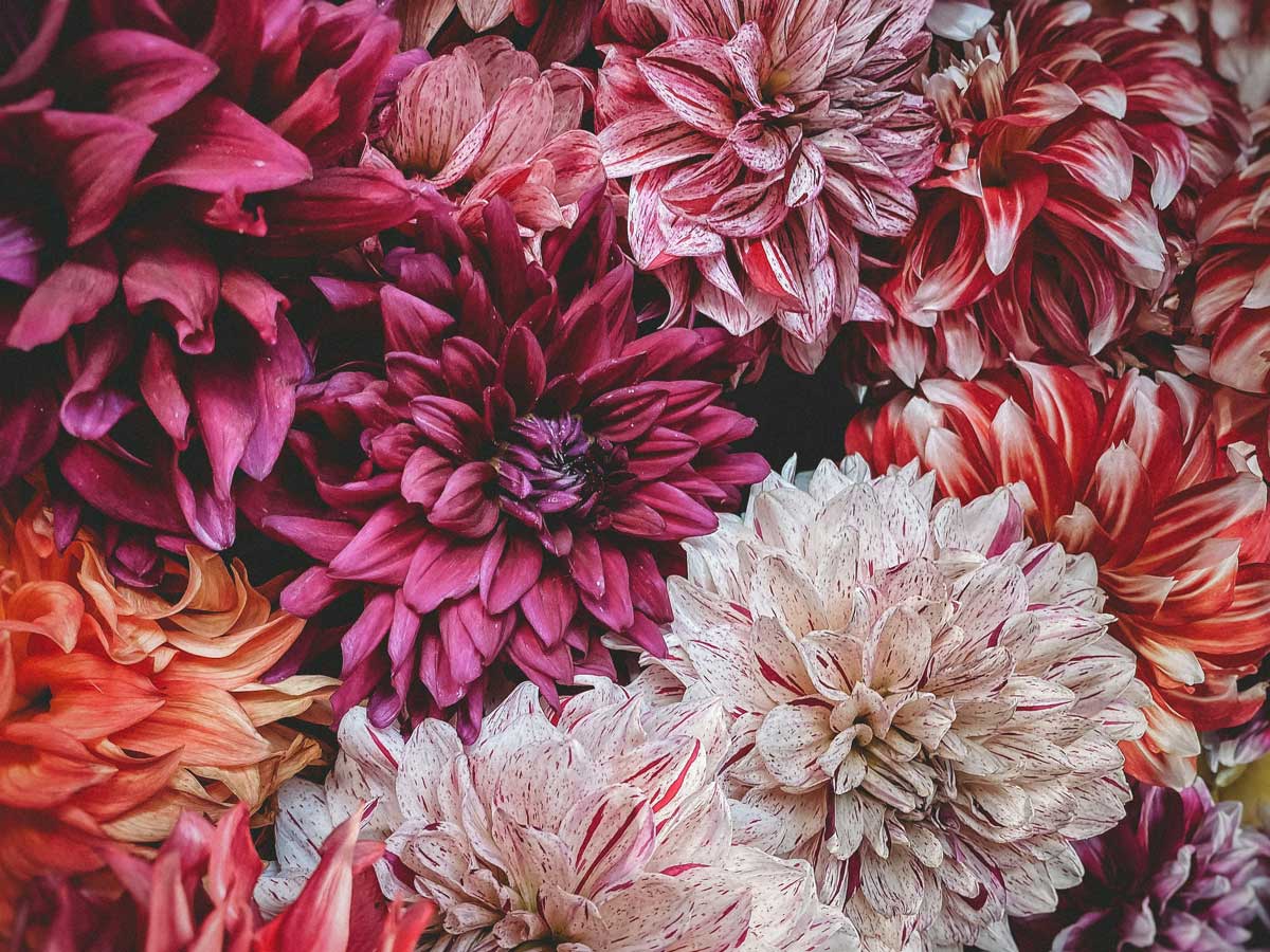 dahlia-workshop